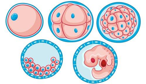 Los embriones humanos son capaces de eliminar las células con anomalías